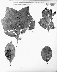 Hypoderma rubi image